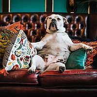 5 Wege, eine alte Couch aufzumotzen